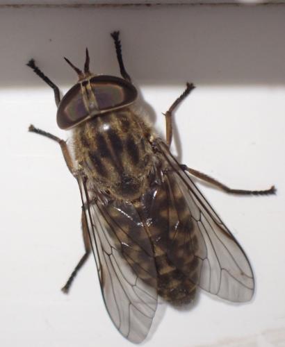 Réf. 287 112 : Tabanus bromius